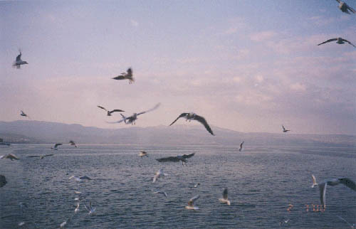 ������ �ٴٿ� ���ű��...